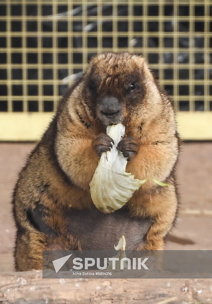 Russia Marmots