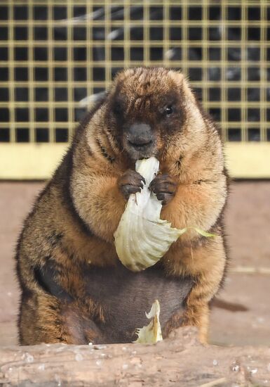 Russia Marmots