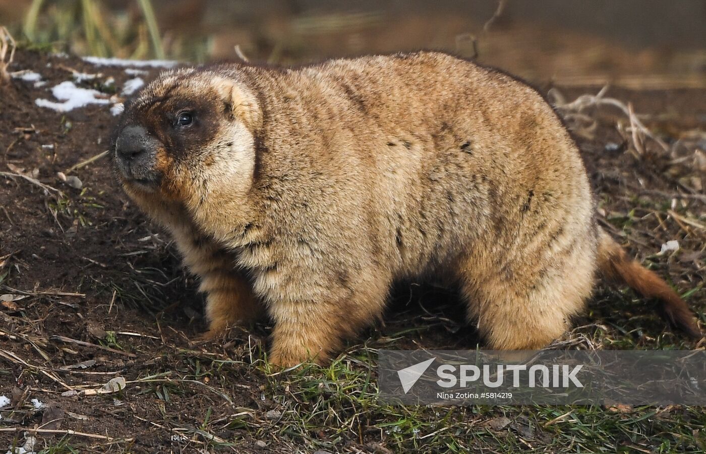 Russia Marmots