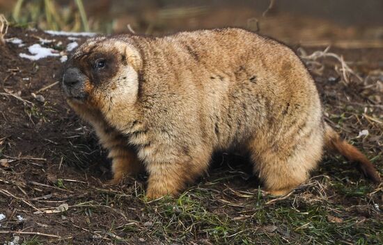 Russia Marmots