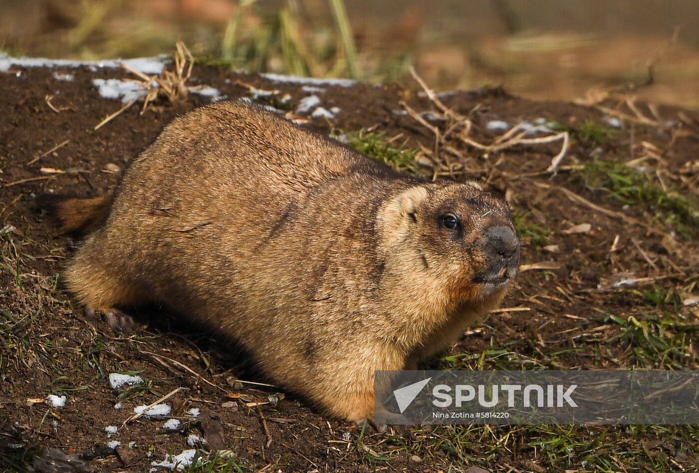 Russia Marmots