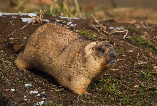 Russia Marmots