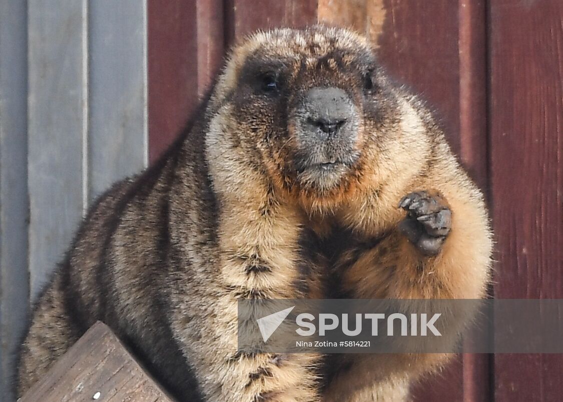 Russia Marmots