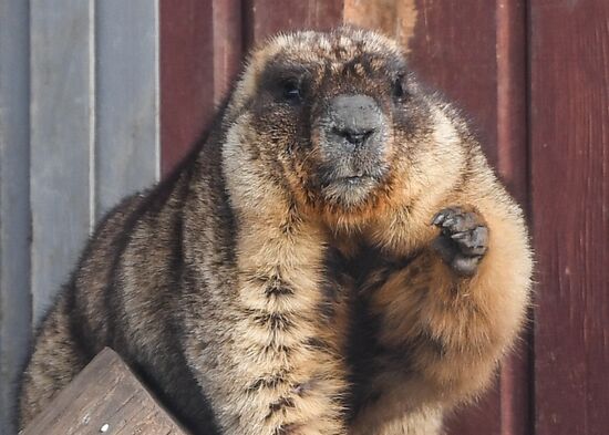 Russia Marmots