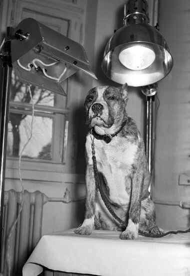 Blue Cross veterinary clinic