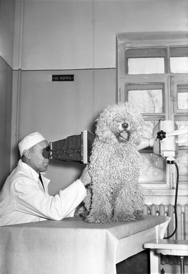 Blue Cross vet clinic