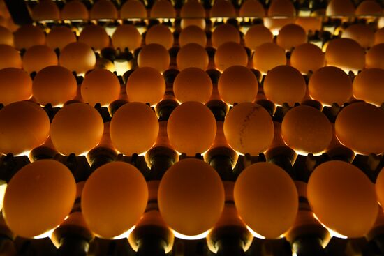 Russia Poultry Plant