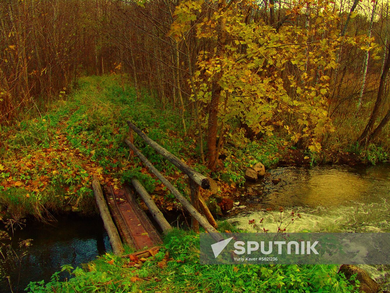 Forest path