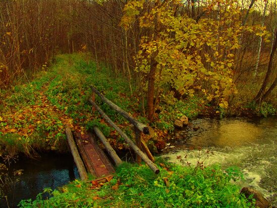 Forest path