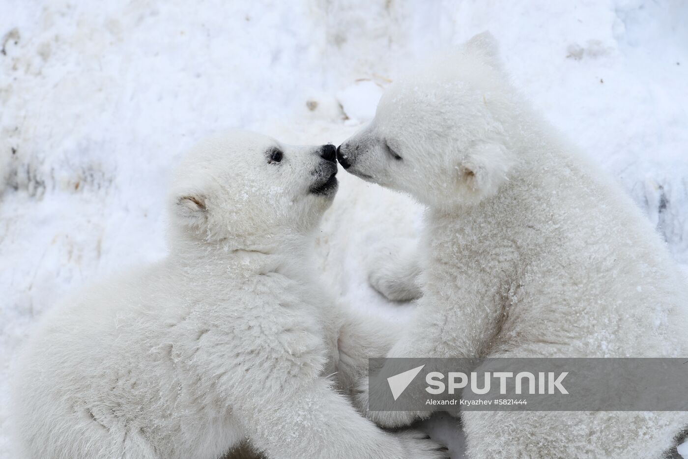 Polar bear cubs at Novosibirsk Zoo