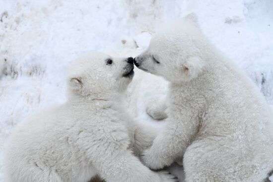 Polar bear cubs at Novosibirsk Zoo
