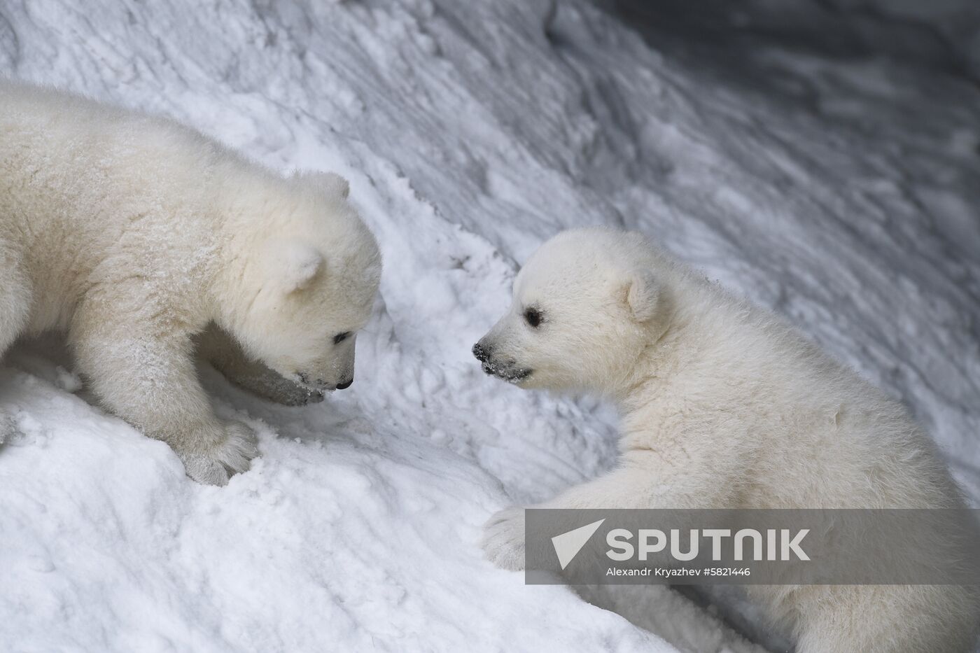 Polar bear cubs at Novosibirsk Zoo