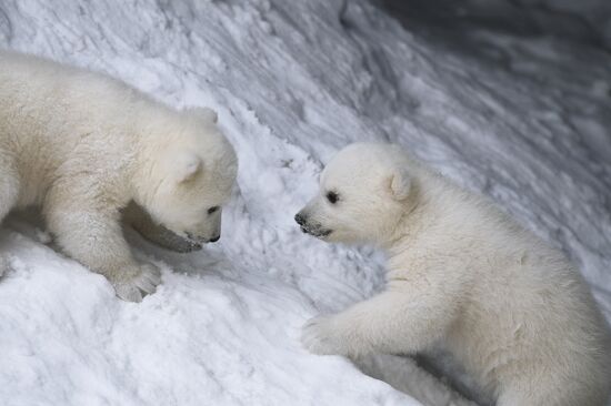 Polar bear cubs at Novosibirsk Zoo