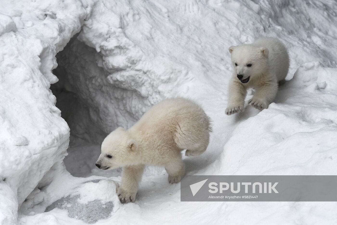 Polar bear cubs at Novosibirsk Zoo