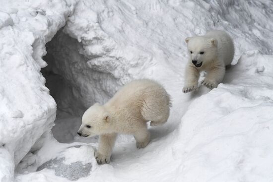 Polar bear cubs at Novosibirsk Zoo