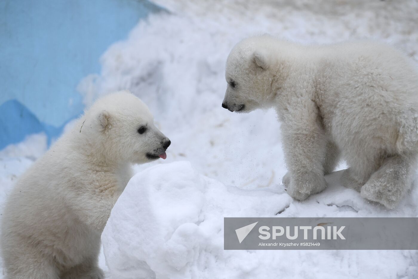 Polar bear cubs at Novosibirsk Zoo