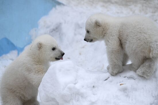 Polar bear cubs at Novosibirsk Zoo