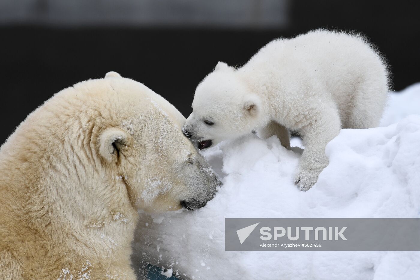 Polar bear cubs at Novosibirsk Zoo