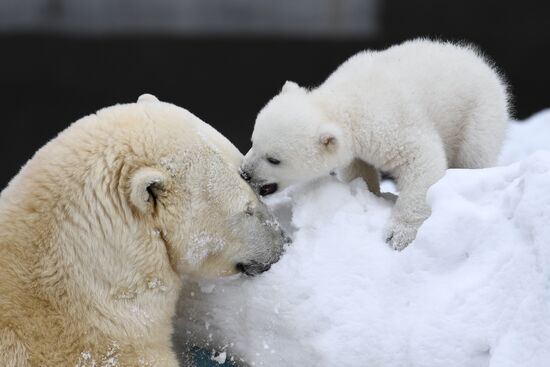 Polar bear cubs at Novosibirsk Zoo