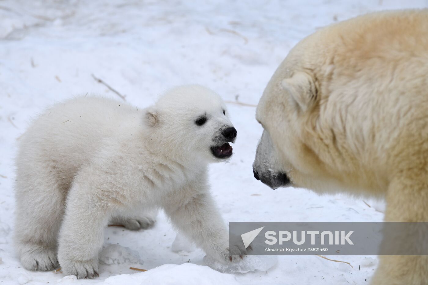 Polar bear cubs at Novosibirsk Zoo