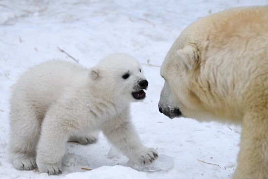 Polar bear cubs at Novosibirsk Zoo