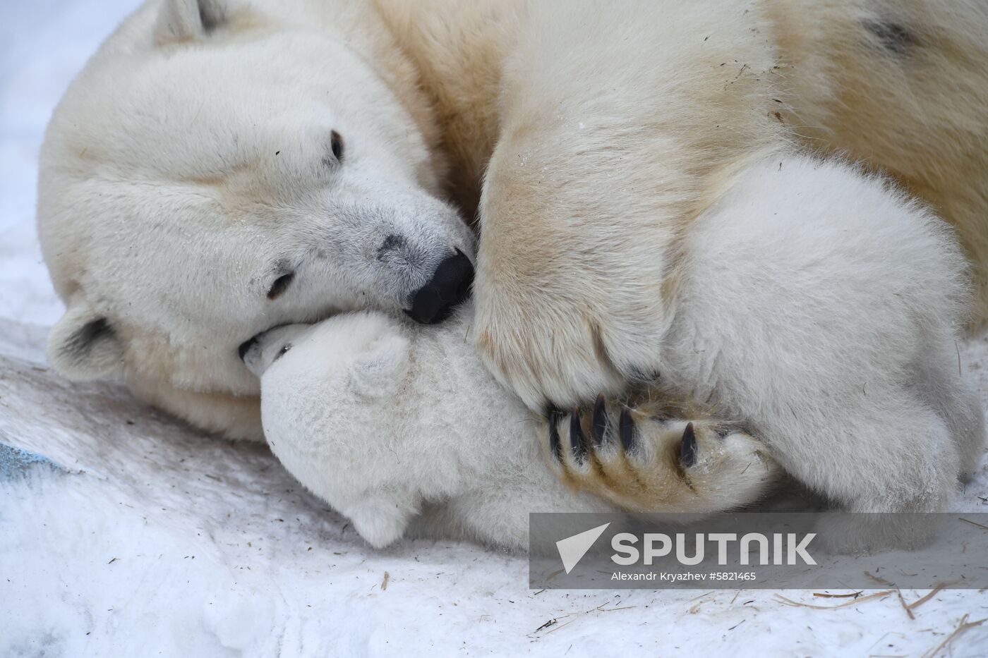 Polar bear cubs at Novosibirsk Zoo