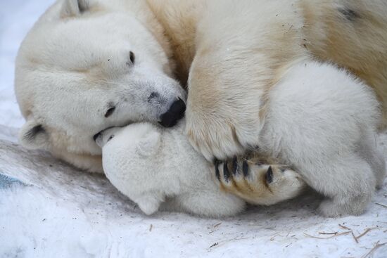 Polar bear cubs at Novosibirsk Zoo