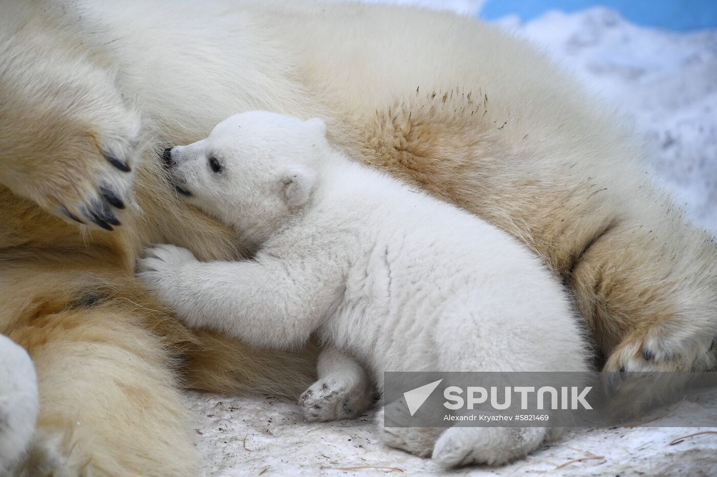 Polar bear cubs at Novosibirsk Zoo
