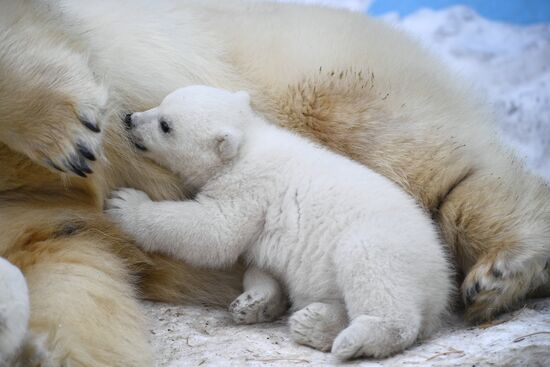 Polar bear cubs at Novosibirsk Zoo