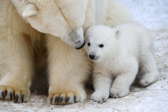 Polar bear cubs at Novosibirsk Zoo