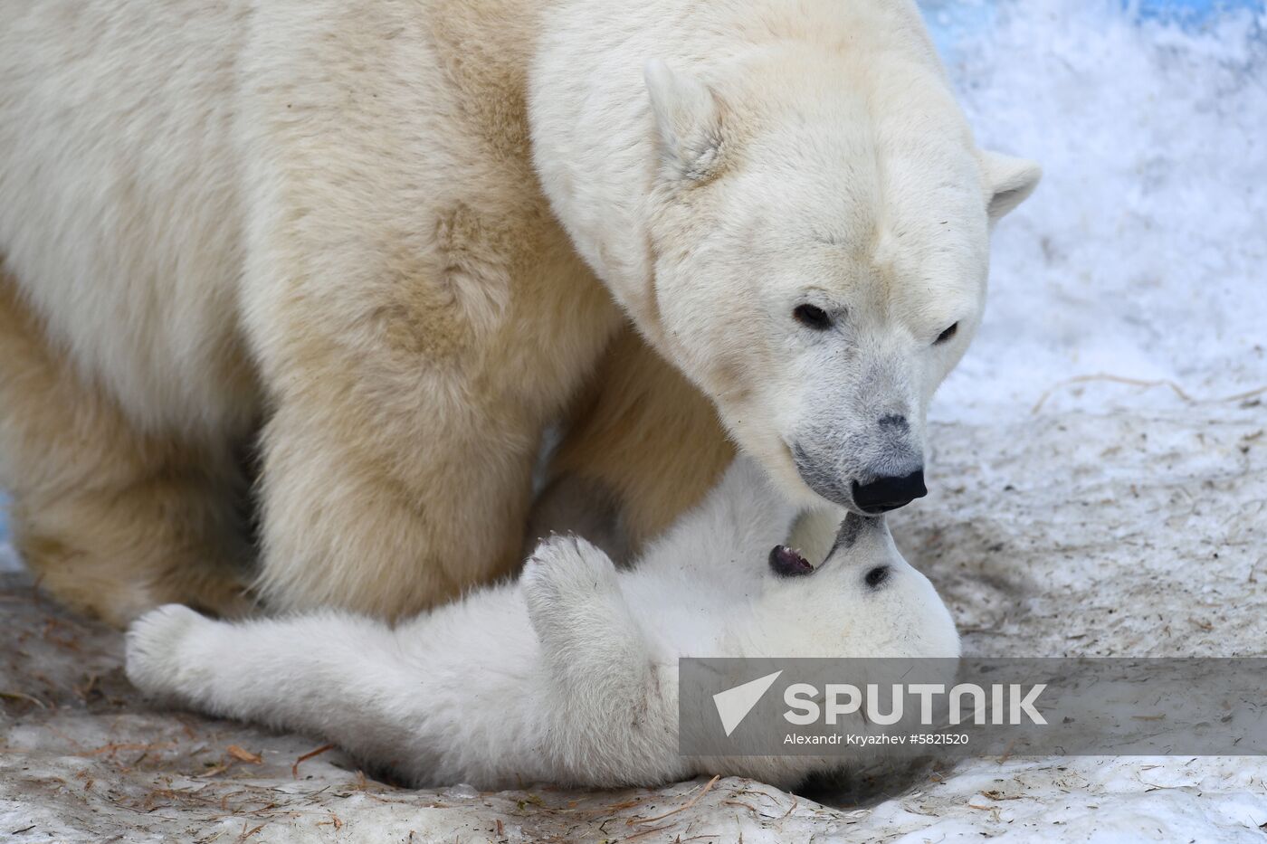 Polar bear cubs at Novosibirsk Zoo
