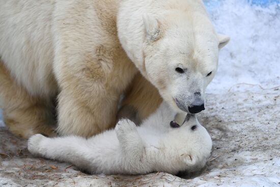 Polar bear cubs at Novosibirsk Zoo