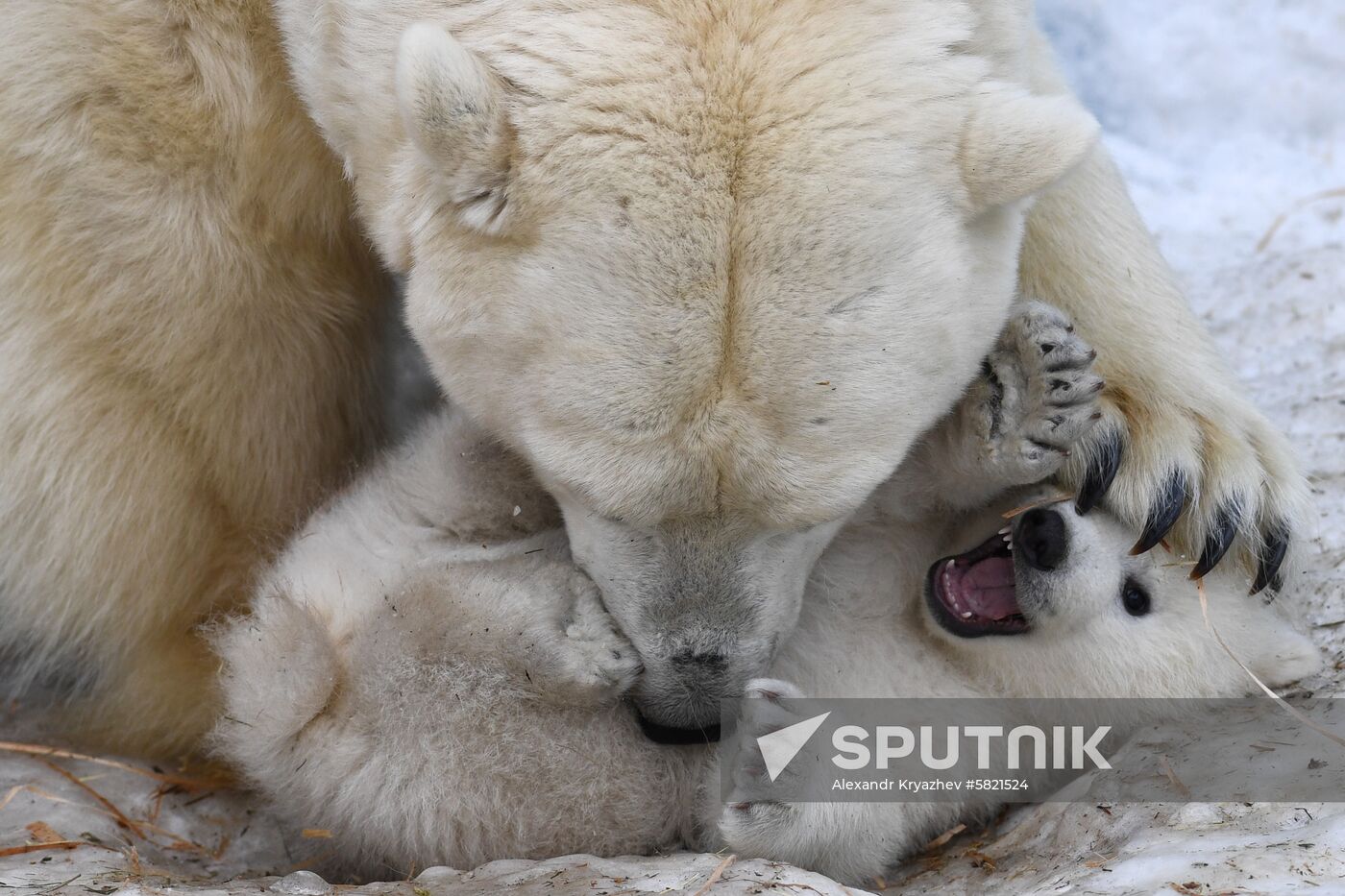 Polar bear cubs at Novosibirsk Zoo