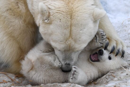 Polar bear cubs at Novosibirsk Zoo