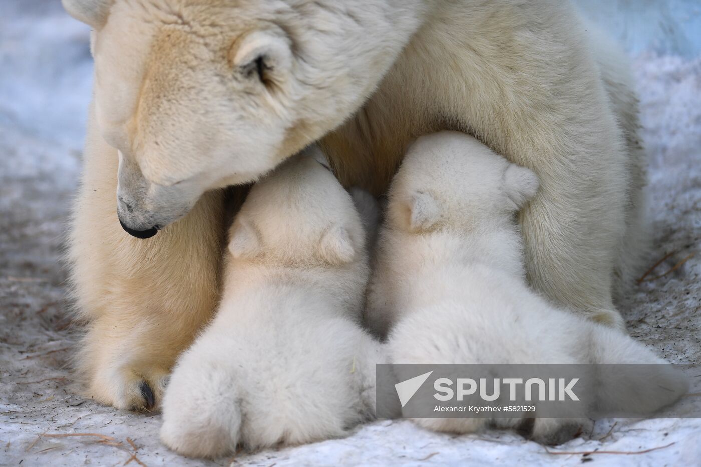 Polar bear cubs at Novosibirsk Zoo