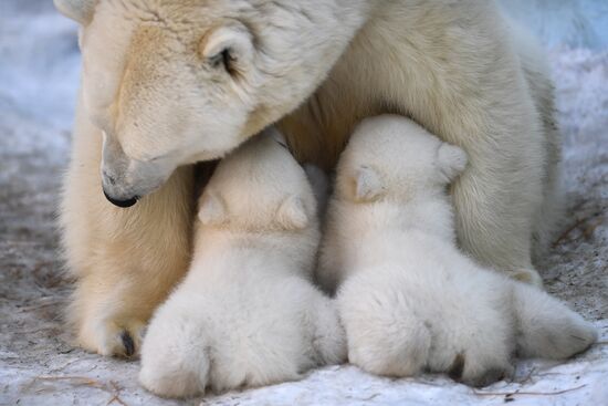 Polar bear cubs at Novosibirsk Zoo