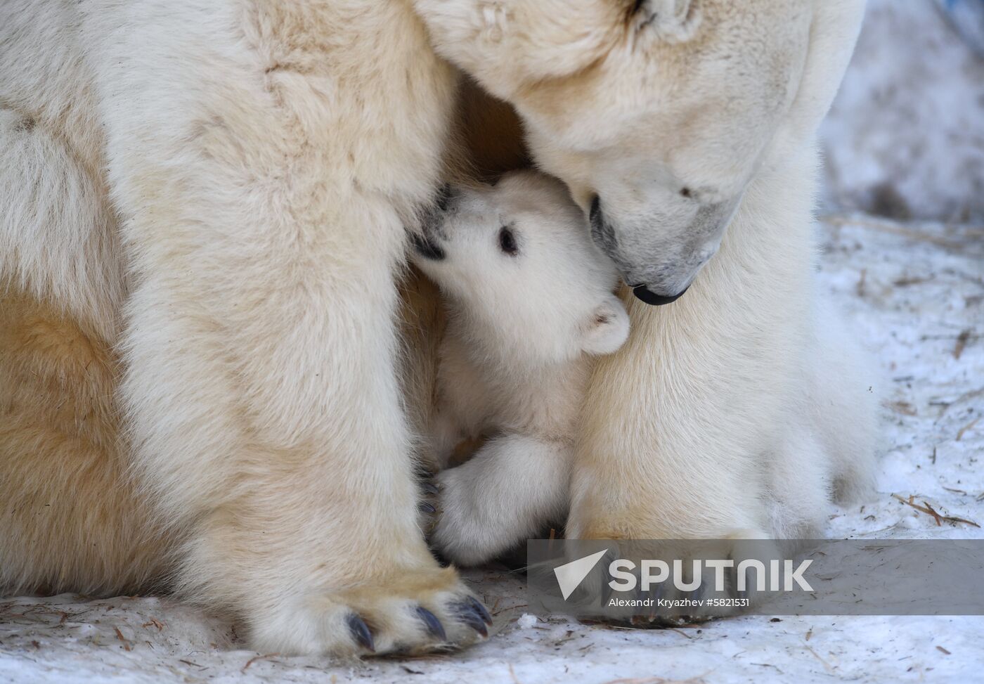 Polar bear cubs at Novosibirsk Zoo