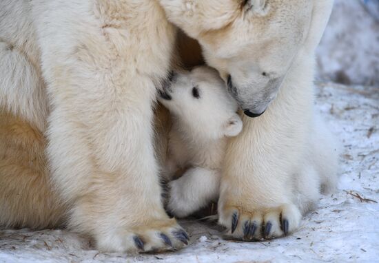 Polar bear cubs at Novosibirsk Zoo