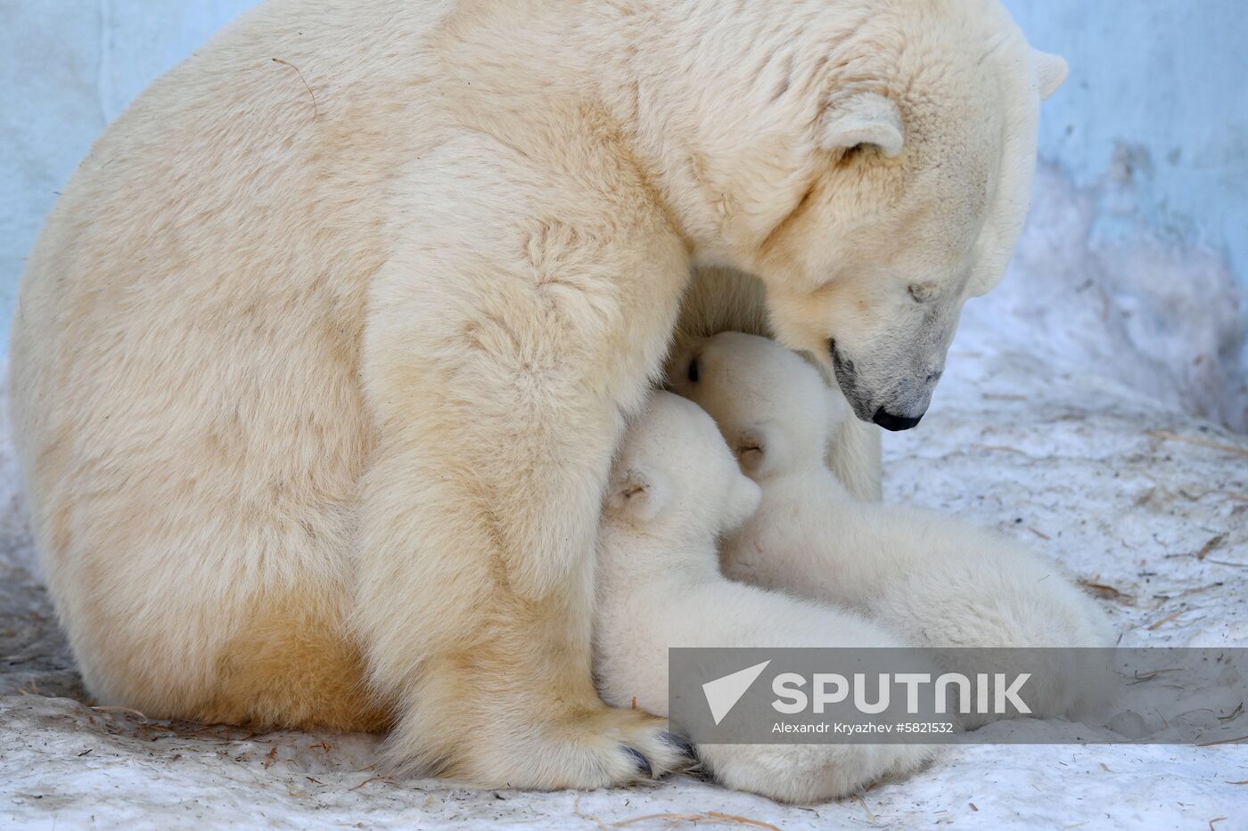 Polar bear cubs at Novosibirsk Zoo