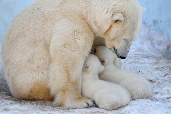 Polar bear cubs at Novosibirsk Zoo