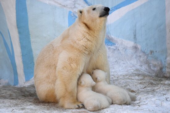 Polar bear cubs at Novosibirsk Zoo