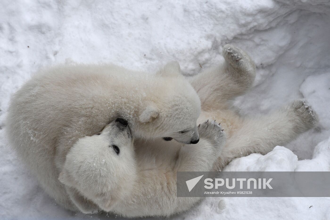 Polar bear cubs at Novosibirsk Zoo