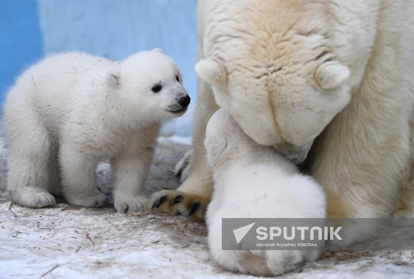 Polar bear cubs at Novosibirsk Zoo
