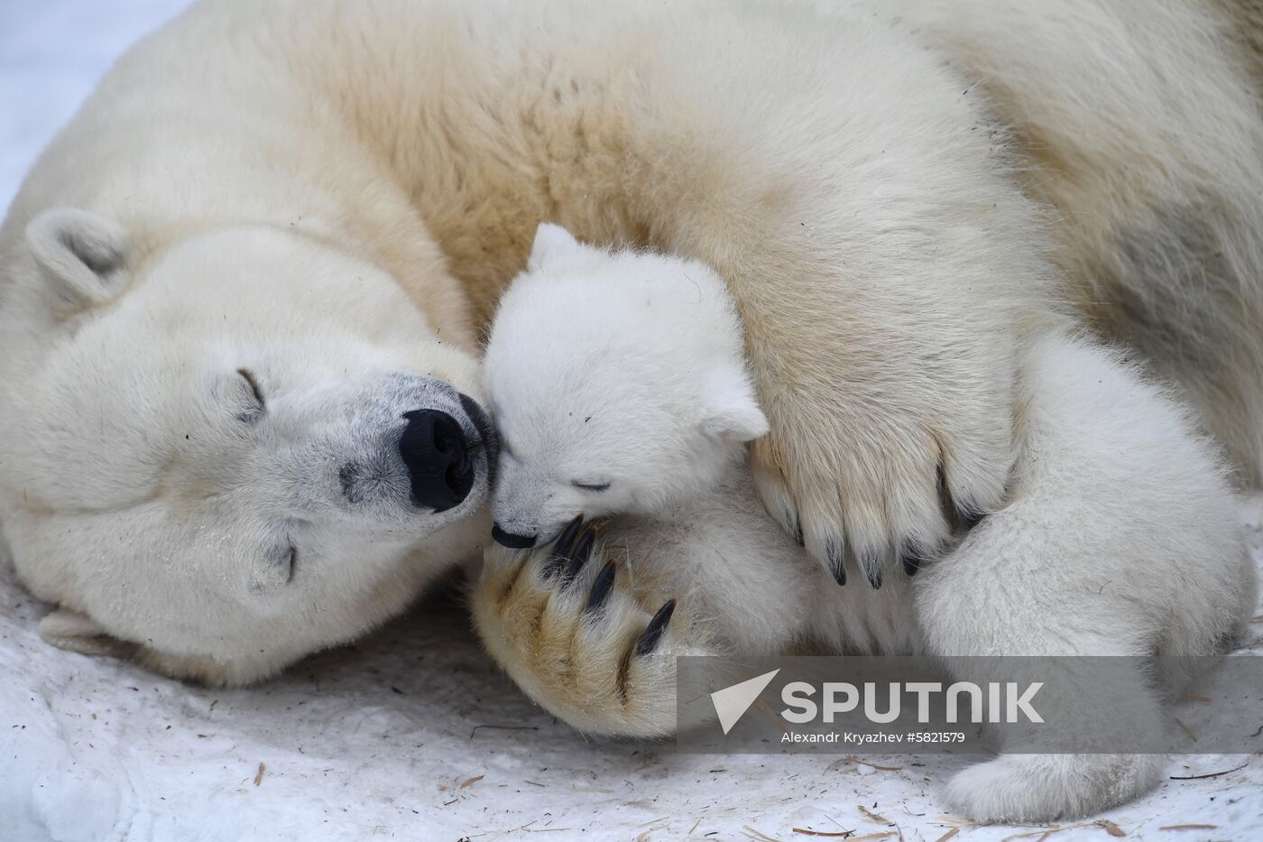 Polar bear cubs at Novosibirsk Zoo