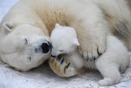 Polar bear cubs at Novosibirsk Zoo