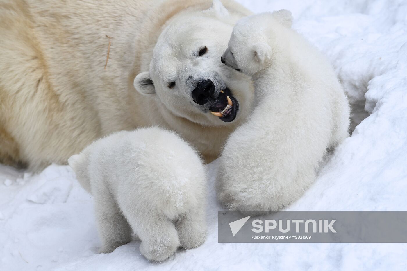 Polar bear cubs at Novosibirsk Zoo