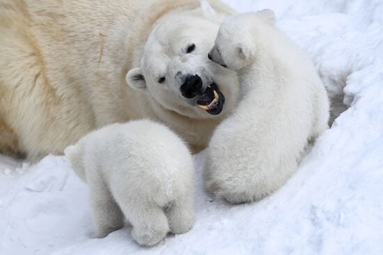 Polar bear cubs at Novosibirsk Zoo