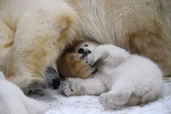 Polar bear cubs at Novosibirsk Zoo