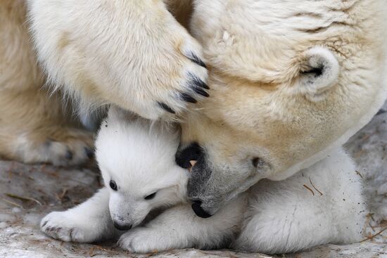 Polar bear cubs at Novosibirsk Zoo