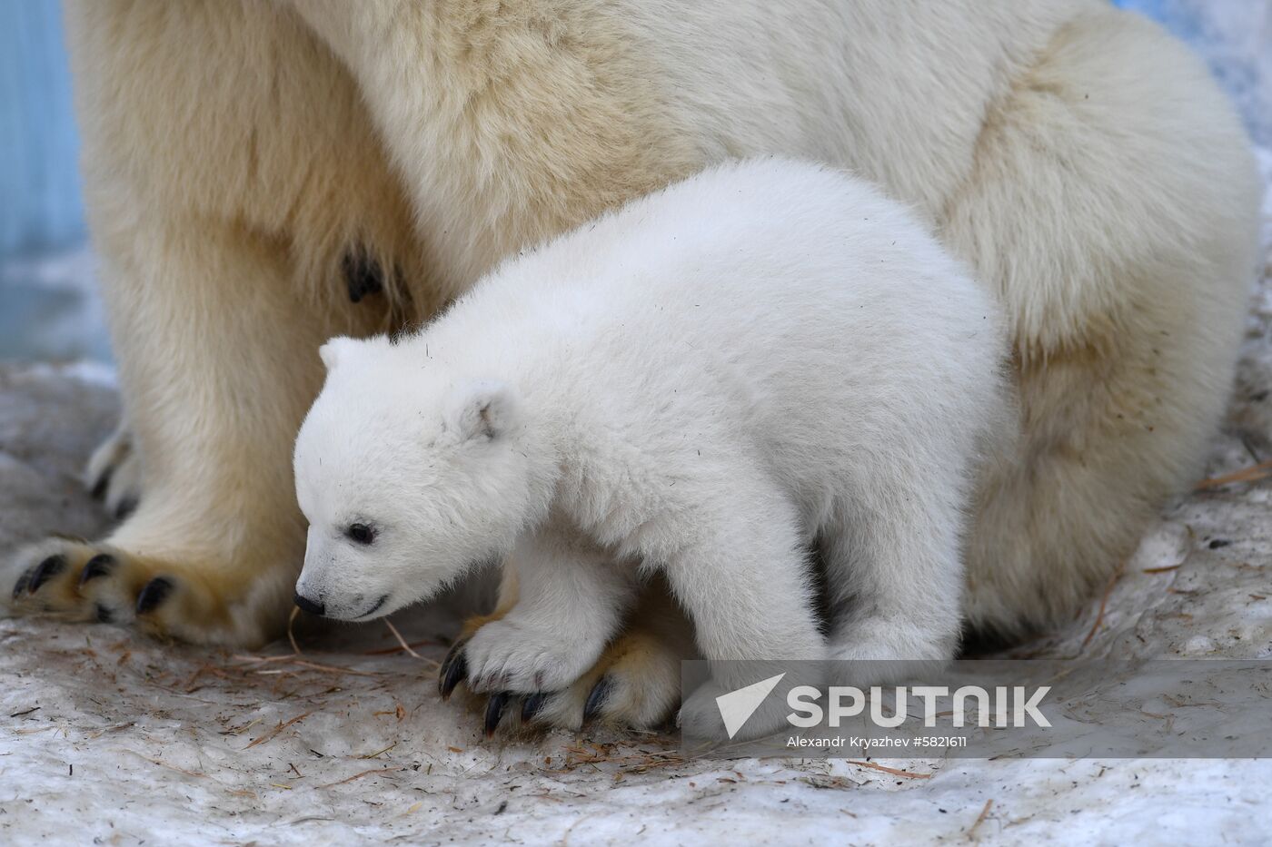 Polar bear cubs at Novosibirsk Zoo